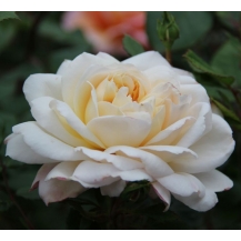 Crocus Rose / Крокус Роуз
